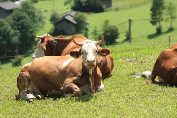Cows, Omesberger Hof in Neustift – a holiday in the Stubai Valley in Tyrol
