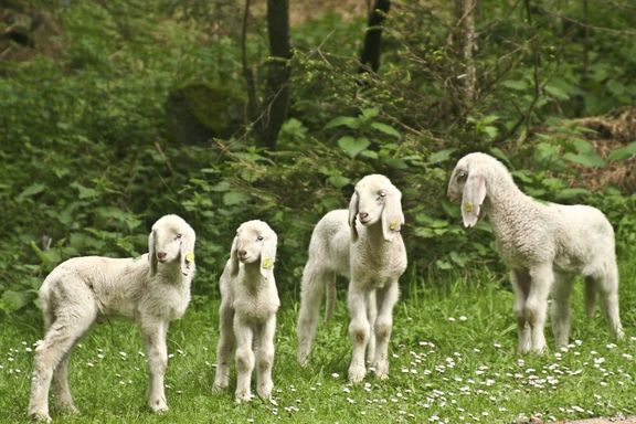 Sheep, Omesberger Hof in Neustift – a holiday in the Stubai Valley in Tyrol
