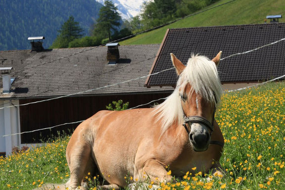 Pferde, Omesberger Hof in Neustift - Urlaub im Stubaital in Tirol