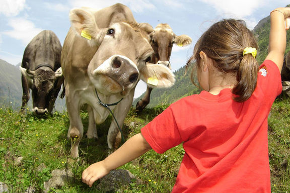Cows, Omesberger Hof in Neustift – a holiday in the Stubai Valley in Tyrol
