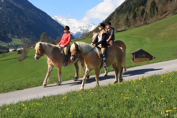 Horses, Omesberger Hof in Neustift – a holiday in the Stubai Valley in Tyrol